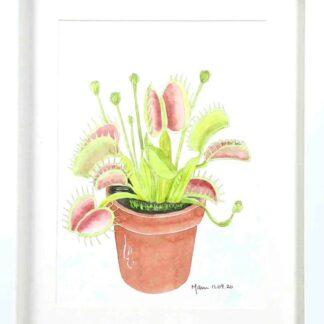 Watercolour painting of Venus Fly Trap by Irish artist. Buy paintings for your home or office 100% hassle free shopping